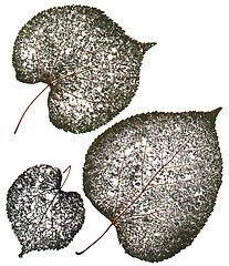 Image showing Dried Leaves