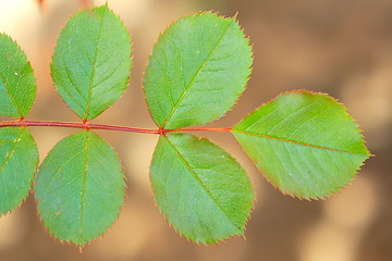 Image showing Leaves