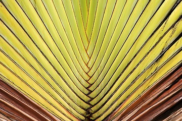 Image showing Palm Leaf