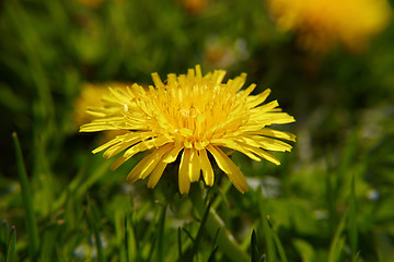 Image showing Close up dandelion