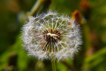 Image showing Dandelion bracts close-up