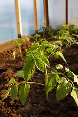 Image showing Tomatoe plant