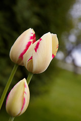 Image showing Spring tulips