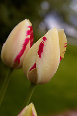 Image showing Spring tulips