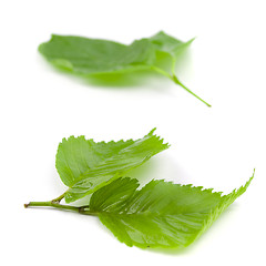 Image showing green leaves