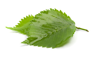 Image showing green leaves