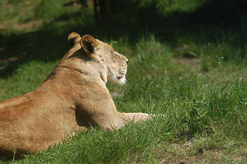 Image showing Lion in Silhouette