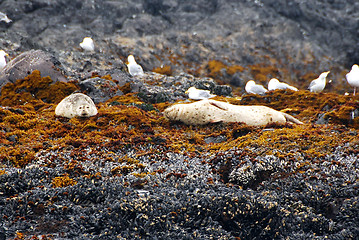 Image showing sea lion