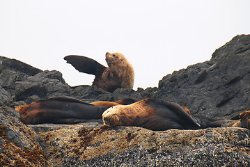 Image showing sealion