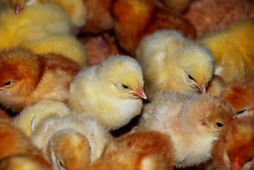 Image showing young chicks