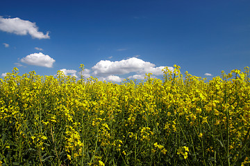 Image showing Landscape of colza field