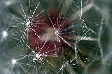 Image showing Dandelion Seed Head