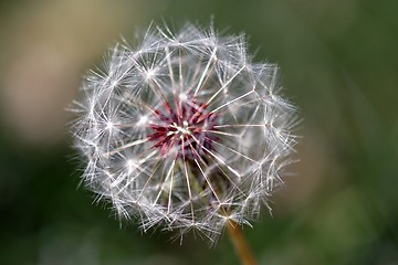 Image showing Dandelion Seed Head