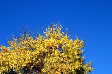 Image showing Yellow Autumn Tree