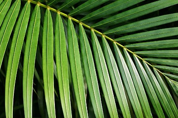 Image showing Palm Leaf