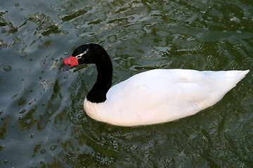 Image showing Duck