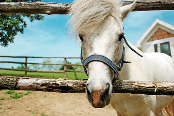 Image showing White horse portrait