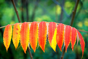 Image showing Autumn leaves