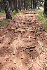 Image showing Forest path - root pattern