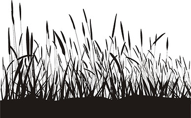 Image showing Grass On White Background, Isolated Vector