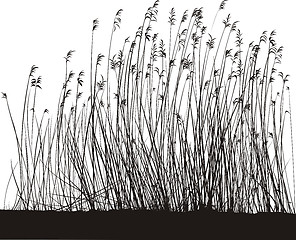 Image showing Reeds On White Background, Isolated Vector