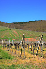 Image showing Winery