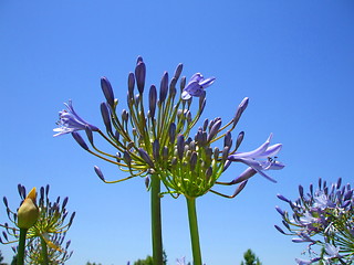 Image showing Agapanthus Flowers