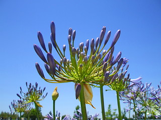 Image showing Agapanthus Flowers