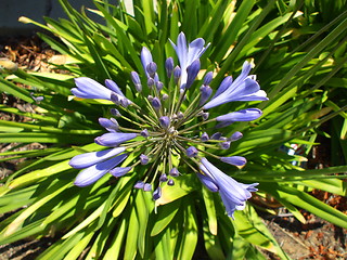 Image showing Agapanthus Flowers