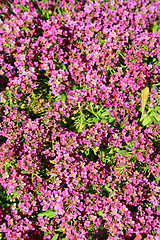 Image showing Pink Allyssum Flowers