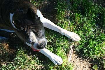 Image showing Boxer Dog