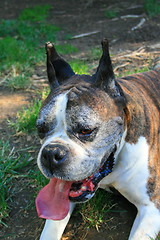 Image showing Boxer Dog