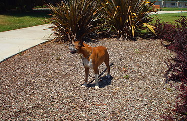 Image showing Boxer Dog