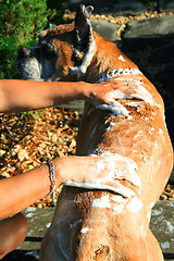 Image showing Boxer Dog Bathing