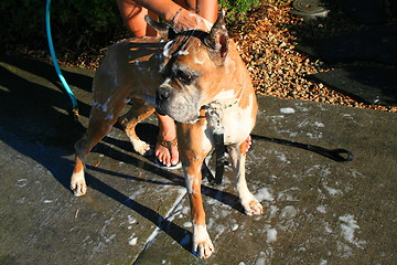 Image showing Boxer Dog Bathing