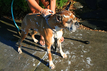 Image showing Boxer Dog Bathing