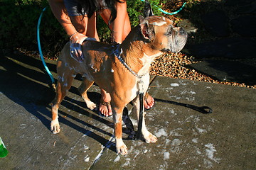 Image showing Boxer Dog Bathing