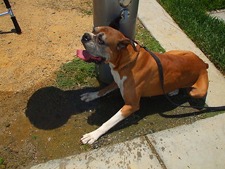 Image showing Boxer Dog Cooling Off