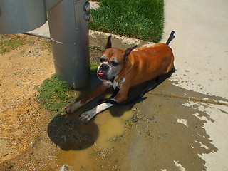 Image showing Boxer Dog Cooling Off