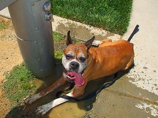 Image showing Boxer Dog Cooling Off