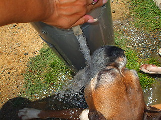 Image showing Boxer Dog Drinking Water
