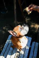 Image showing Hand Feeding The Dog