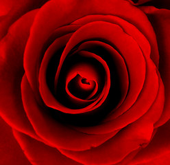 Image showing Red rose