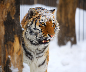 Image showing Young tiger portrait. 
