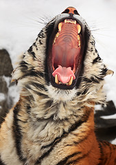 Image showing Yawning tiger