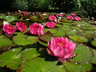 Image showing    Waterlily