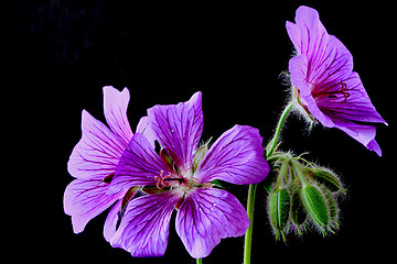 Image showing garden geranium (Ger. × magnificum)  