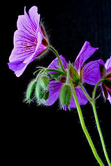 Image showing garden geranium (Ger. × magnificum)  