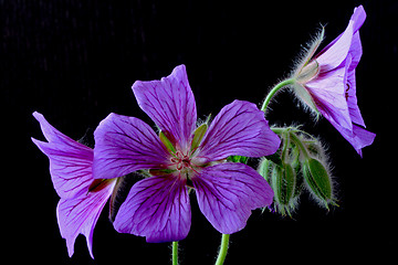 Image showing garden geranium (Ger. × magnificum)  