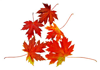 Image showing Autumn leaves